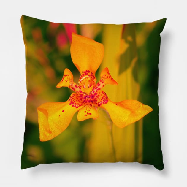 Yellow red lily blossom on yellow background Pillow by kall3bu