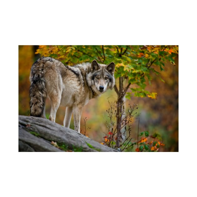 Timber Wolf by jaydee1400