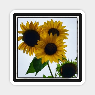 Sunflowers Magnet