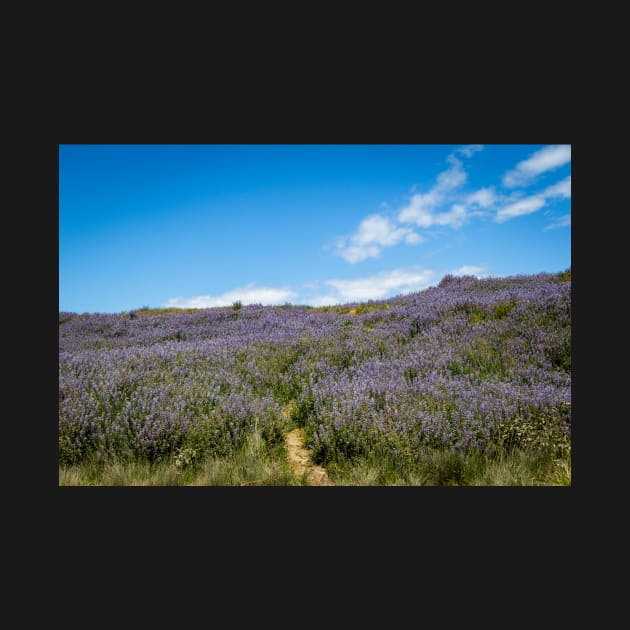 Lupine blooming on the hills by blossomcophoto