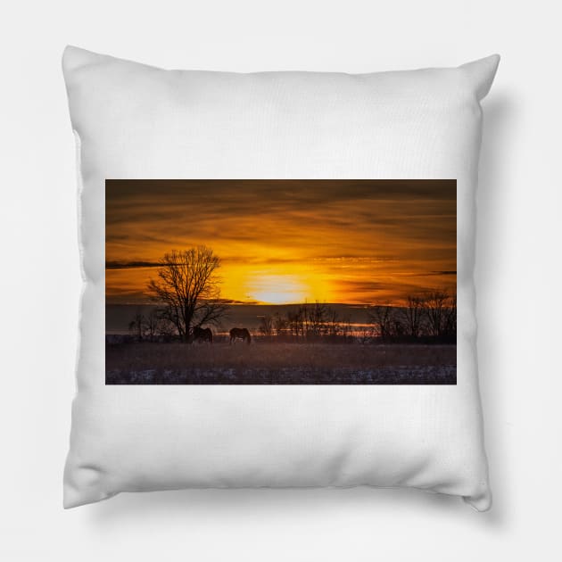 Clydesdale Horses Grazing in an autumn Sunset Pillow by Jim Cumming