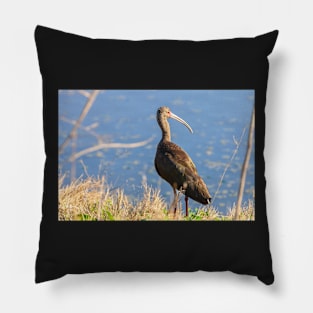 White-faced Ibis Pillow