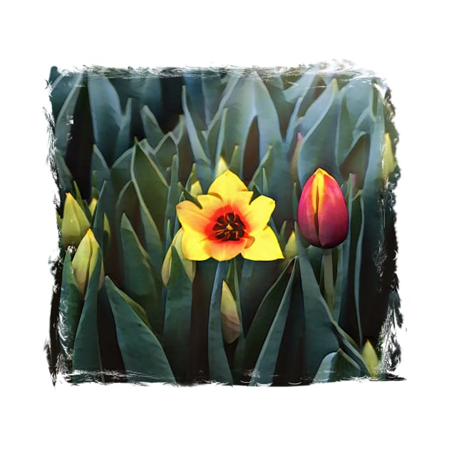 Spring Tulips by PhotoArts