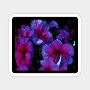 Glowing Fluorescent Purple and Raspberry Pink Floral Art Magnet