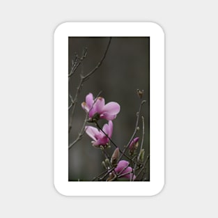 Close up of Pink Magnolia flowers in spring season. Magnet