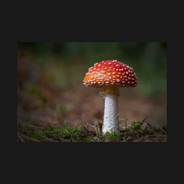 Fly Agaric Toadstool by TonyNorth