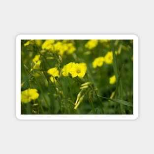 A field of yellow wildflowers Magnet