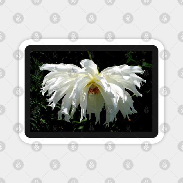 Weeping White Dahlia Magnet by H. R. Sinclair