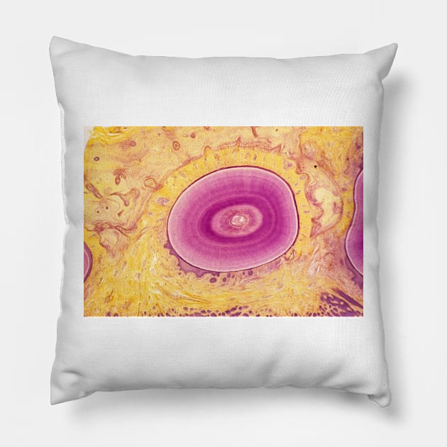 Tooth, light micrograph (P486/0099) Pillow by SciencePhoto