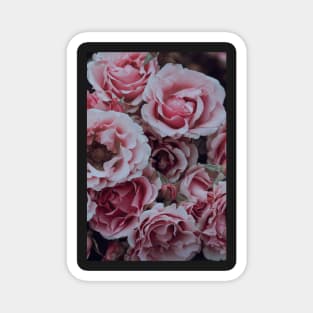 Pastel Pink Garden Roses in Summer Magnet