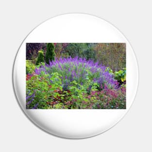 Purple Salvia In The Garden Pin