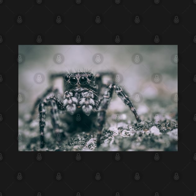 Legs Like Horns, Jumping Spider Macro Photograph by love-fi