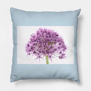 Allium stipitatum  &#39;Violet Beauty&#39; Pillow