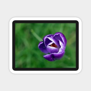 Single purple crocus Magnet