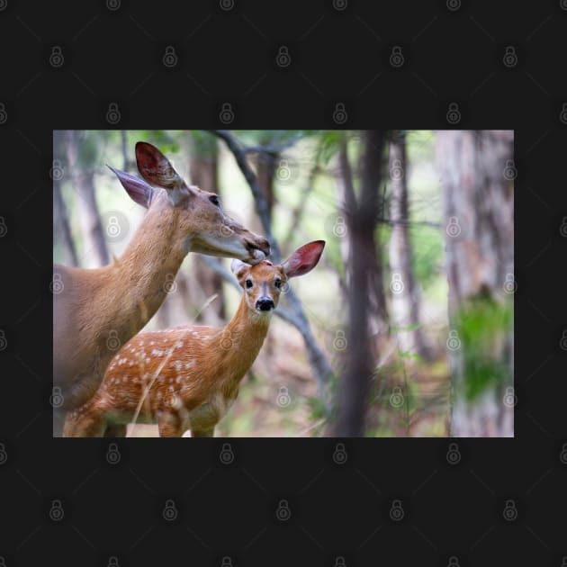 Aw Mom!…my fur's fine - White-tailed deer by Jim Cumming