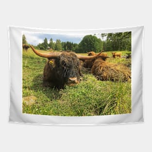 Scottish Highland Cattle Bulls 2034 Tapestry