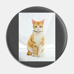 funny cat renji Pin