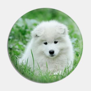 Samoyed puppy portrait Pin
