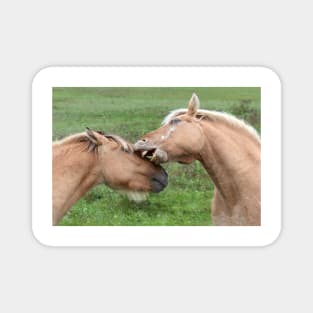 Fjord horses playing Magnet