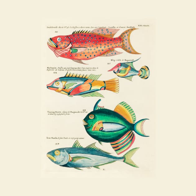Fishes found in Indonesia and the East Indies (1678 -1746) by WAITE-SMITH VINTAGE ART