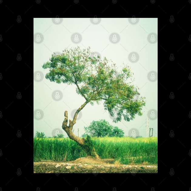 Tree of Life by Aniket Patel