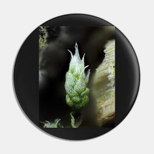 Moss under the microscope Pin