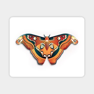 Atlas Moth Magnet