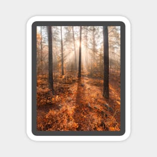 Foggy morning autumn forest Magnet