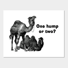 Camels Posters And Art Prints Teepublic