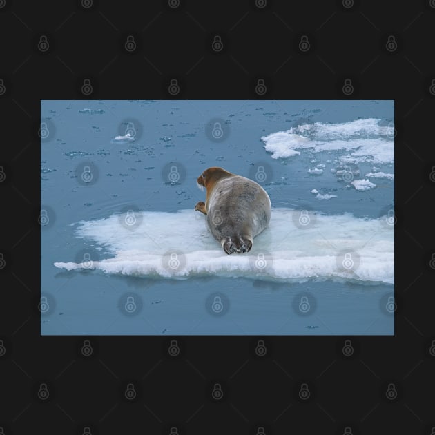 Arctic Seal Hitching a Lift Around Svalbard by MartynUK