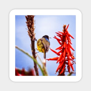 Orange Breasted Sunbird Magnet