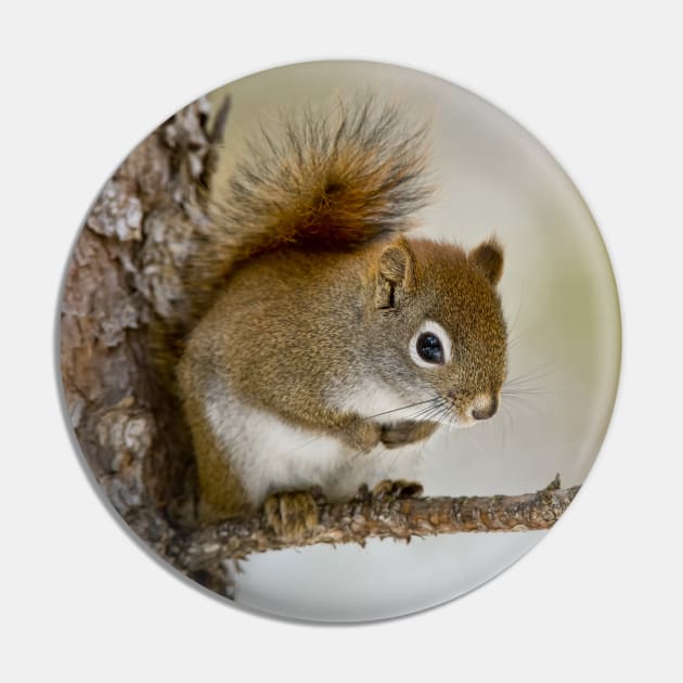 Red Squirrel Pin by jaydee1400