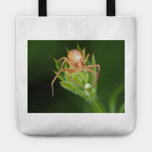 Spider identified as Philodromus sp. - running crab spider Tote