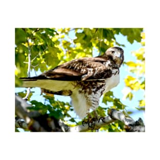 Colorado Red Tailed Hawk T-Shirt