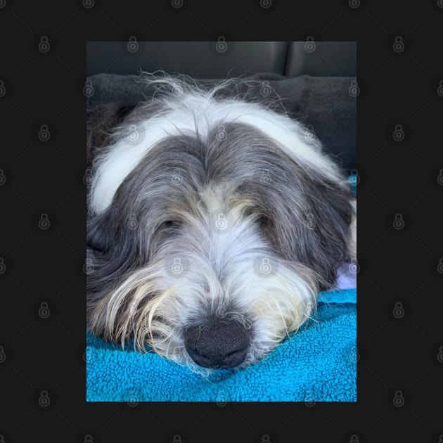 Bearded Collie - Chilled, Calm and Cute Beardie by Bucklandcrafts