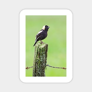 Bobolink Magnet