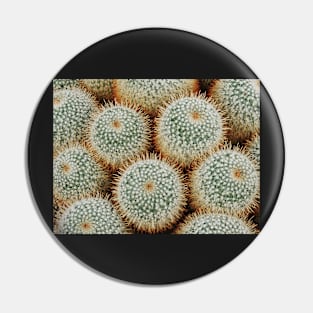 Cacti Galore Pin