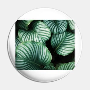 Luscious ferns II Pin