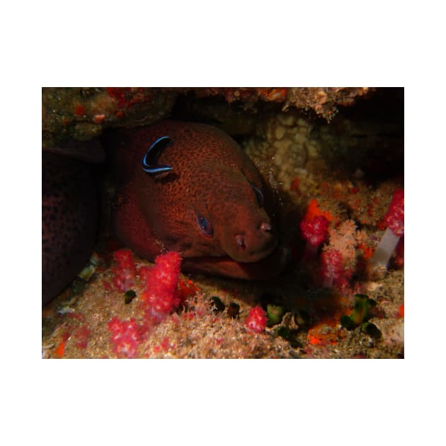 Eel in a Reef by gdb2