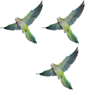 Flying parakeets Magnet