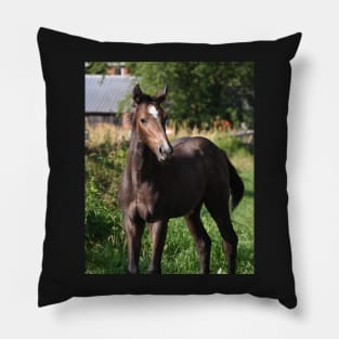 TB COLT Pillow