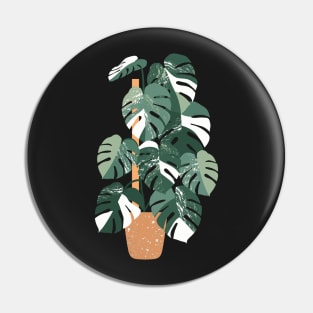 Monstera variegated plant Pin