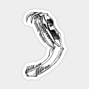 Snake Skull Magnet