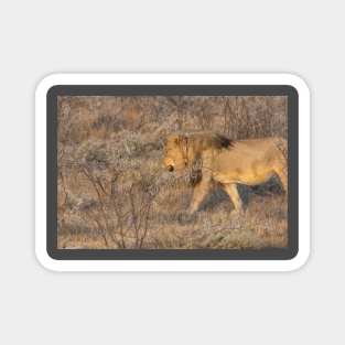 Namibia. Etosha National Park. Lion. Magnet