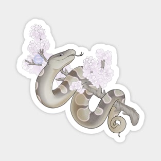 White Sakura Ball Python: Pewter Magnet