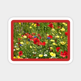 Colourful Wild Flowers Magnet