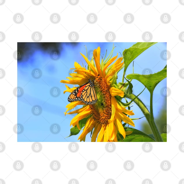 Monarch Butterfly closeup on a yellow Kansas Sunflower. by ROBERTDBROZEK