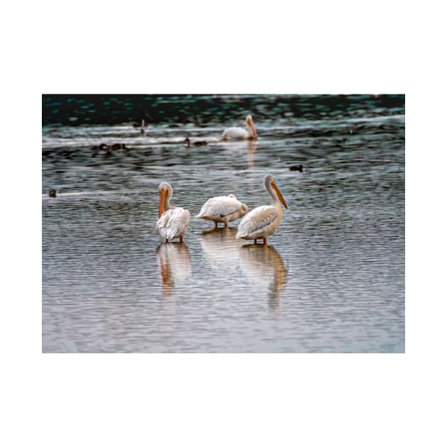 Early Morning Pelicans by Debra Martz