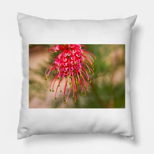 Grevillea, Australian Native Flora Pillow