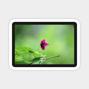 Salmon berry flowers 3 Magnet